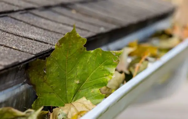 Insectes incrustés dans les parois des gouttières